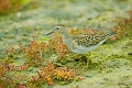 pectoral sandpiper, sandpiper-2
